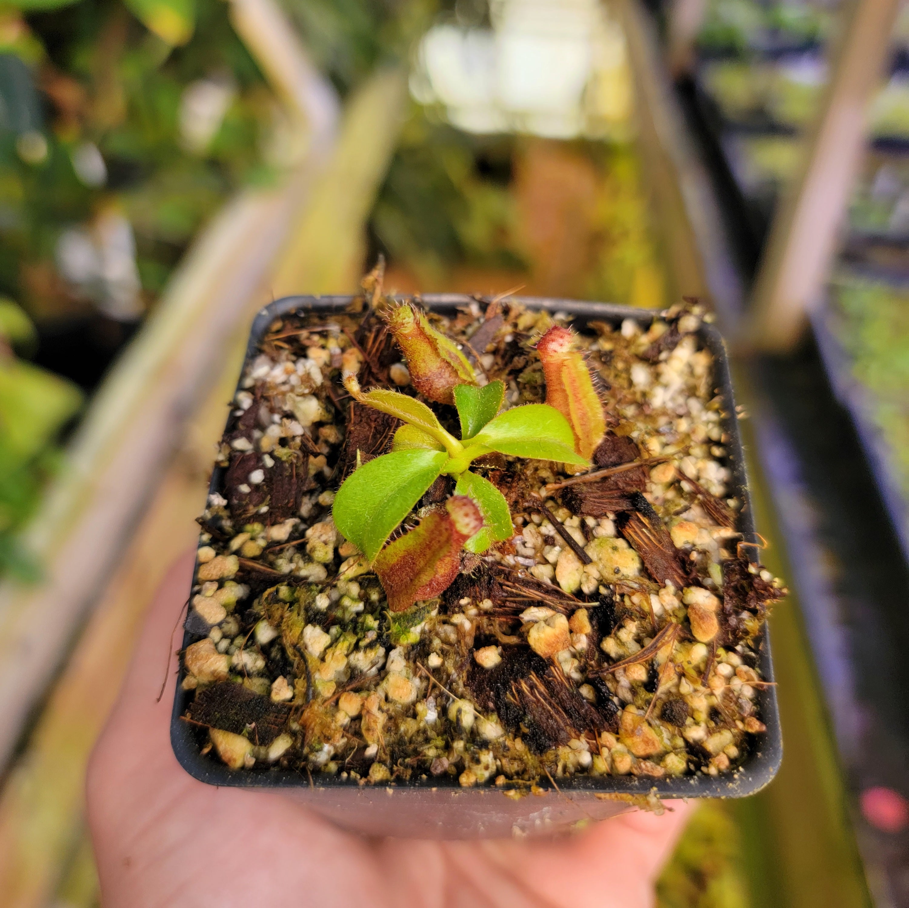 Nepenthes {[(Rokko x boschiana) x veitchii] x (lowii x truncata
