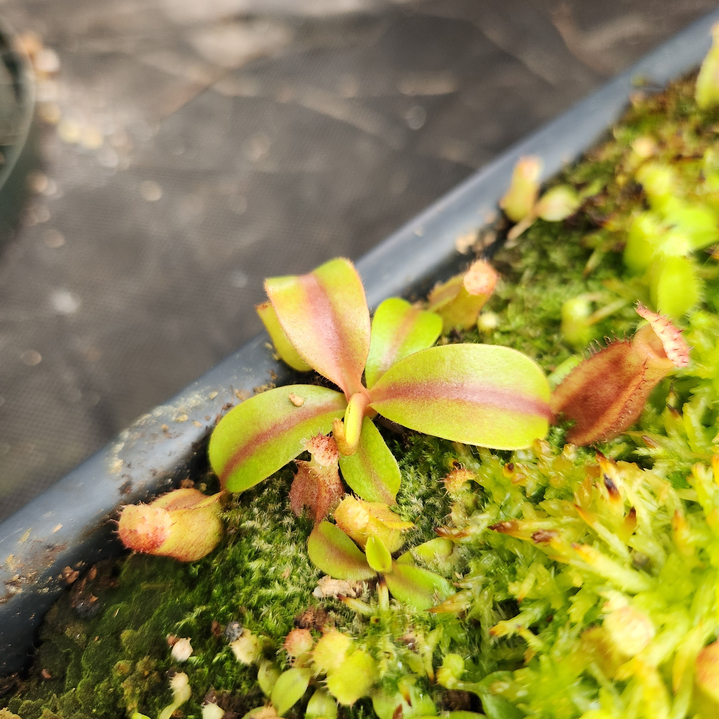 ☆chestnus & melon Nepenthes {Song of Melancholy x [(lowii x veitchii) x