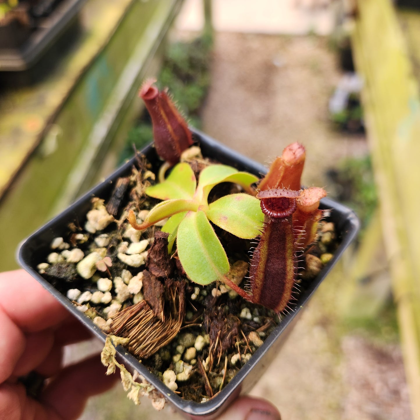 Nepenthes truncata JB x [(ventricosa x sibuyanensis) x Trusmadiensis], CAR-0577