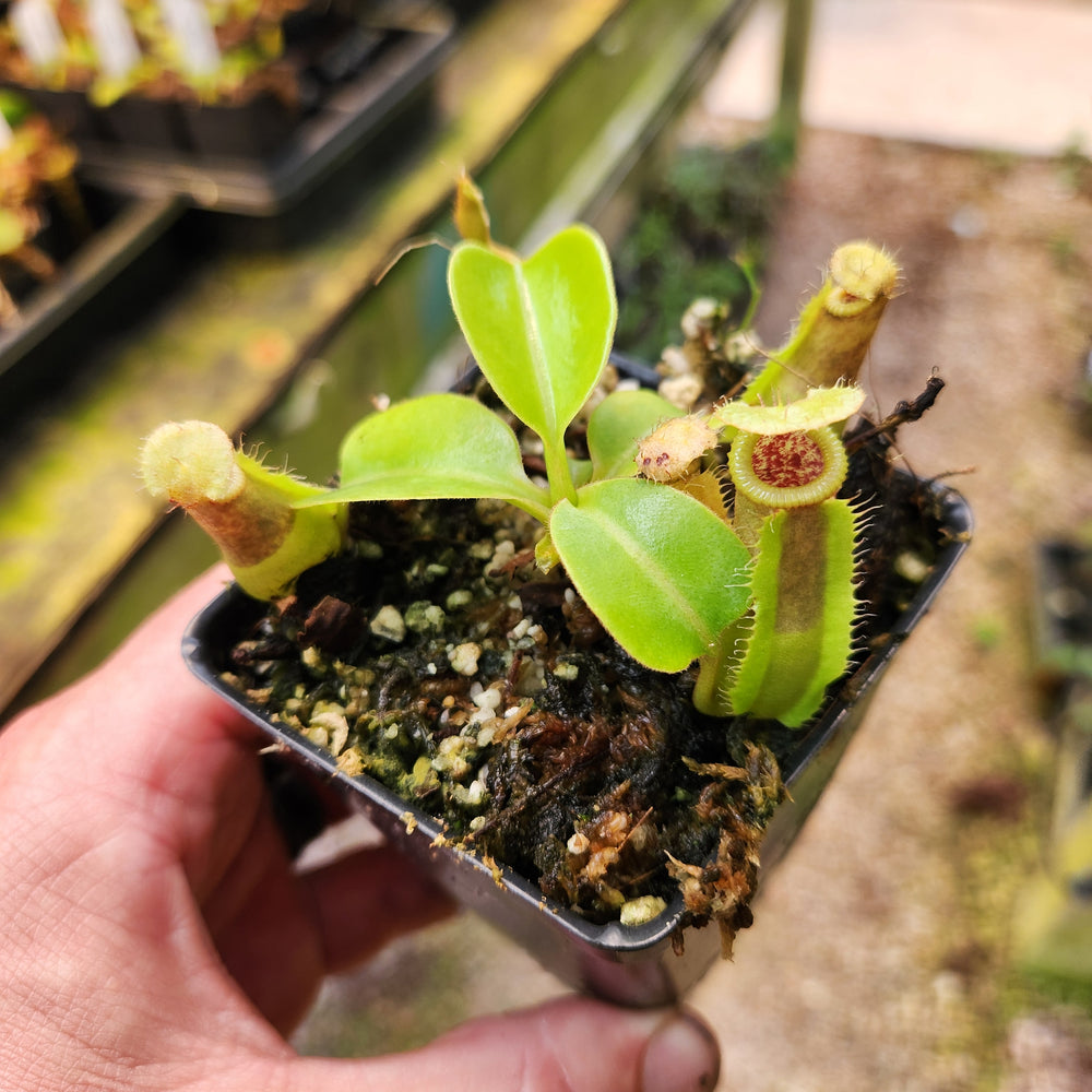 
                      
                        Nepenthes truncata JB x [(ventricosa x sibuyanensis) x Trusmadiensis], CAR-0577
                      
                    