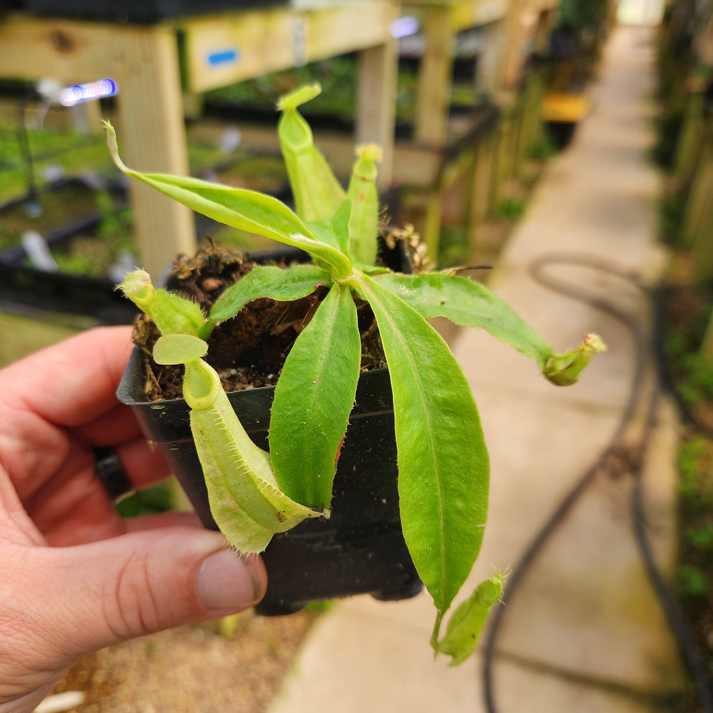 Nepenthes rafflesiana (Leilani x var alata), CAR-0703