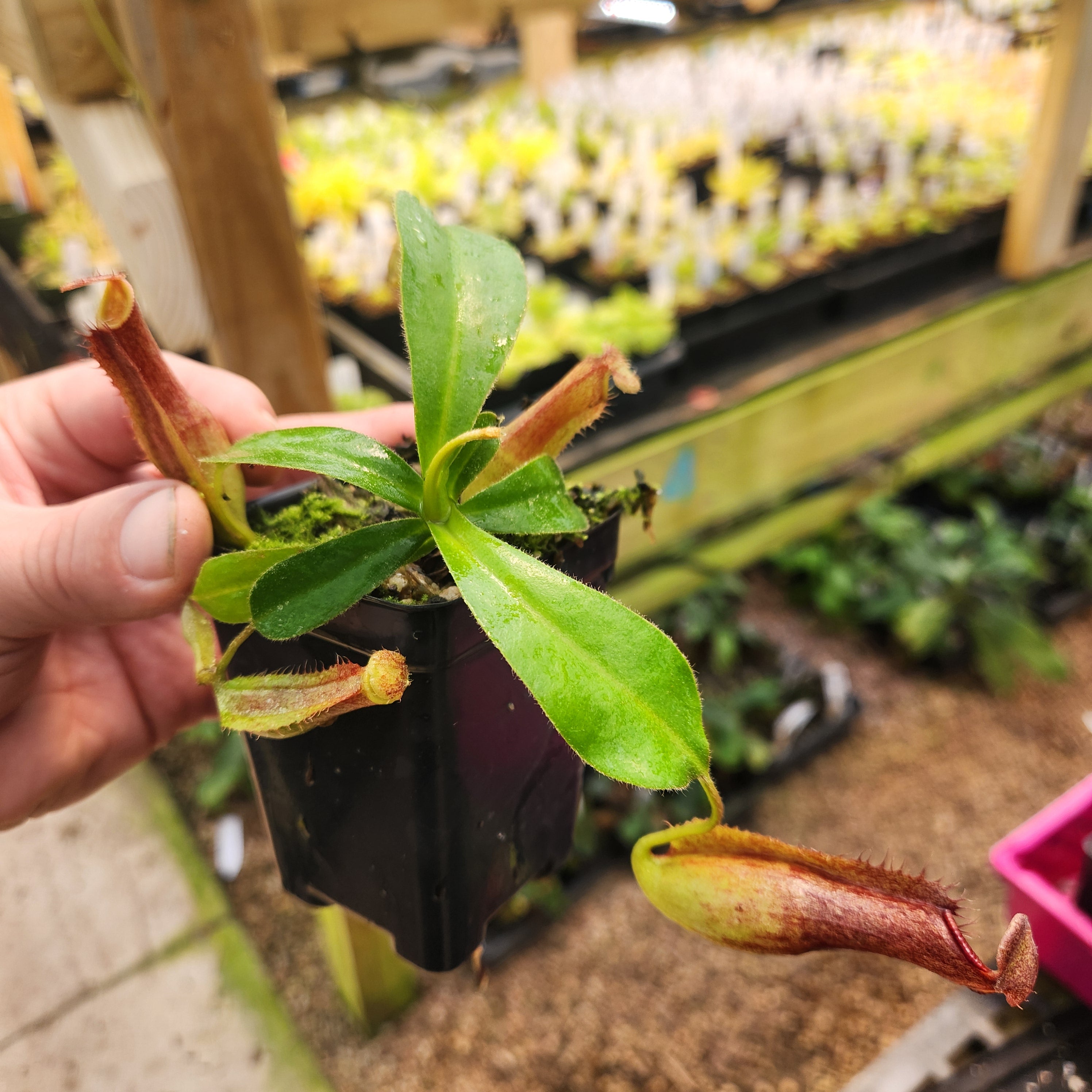 Nepenthes (spathulata x jacquelineae) x (truncata x veitchii (m
