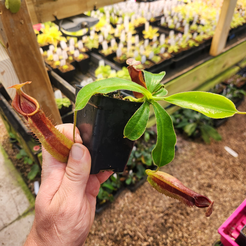 
                      
                        Nepenthes (spathulata x jacquelineae) x (truncata x veitchii (m)), CAR-0923
                      
                    