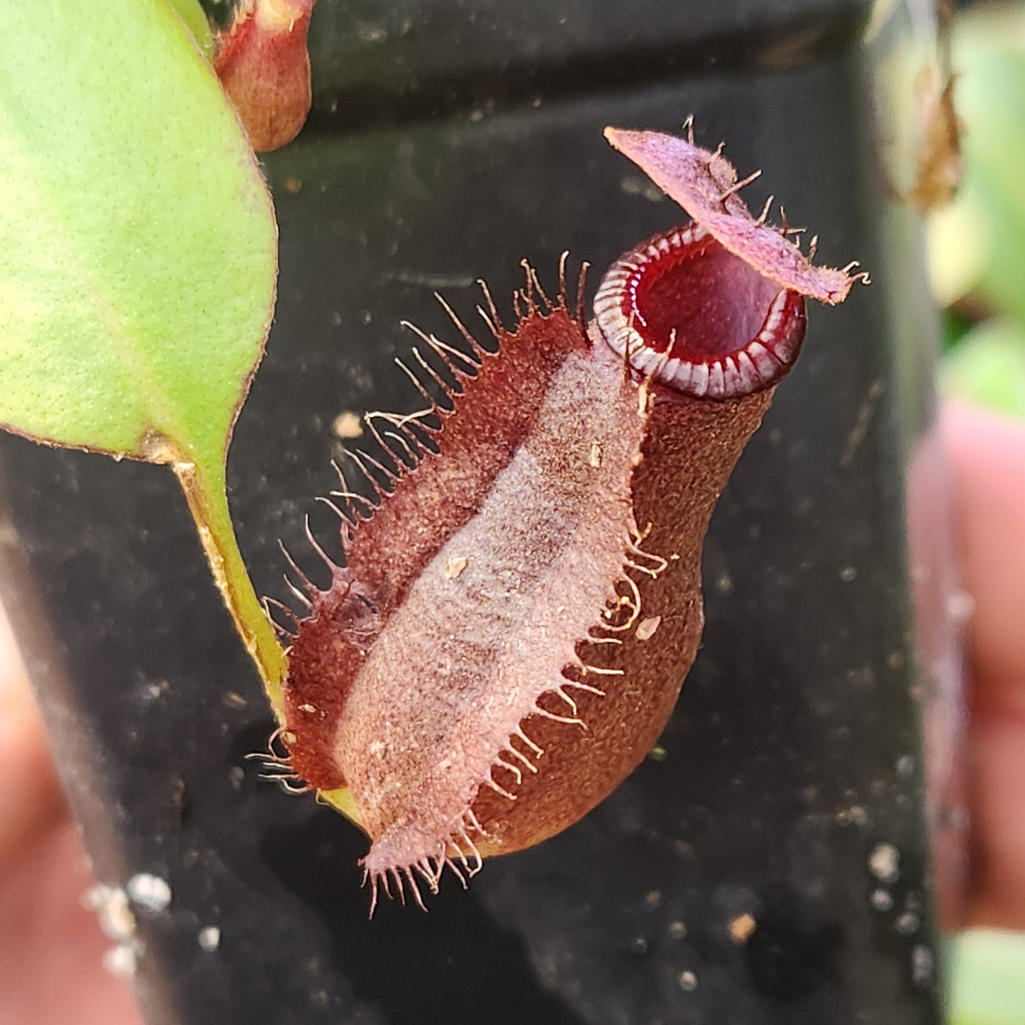 Nepenthes naga x [(ventricosa x sibuyanensis) x Trusmadiensis], CAR-0637