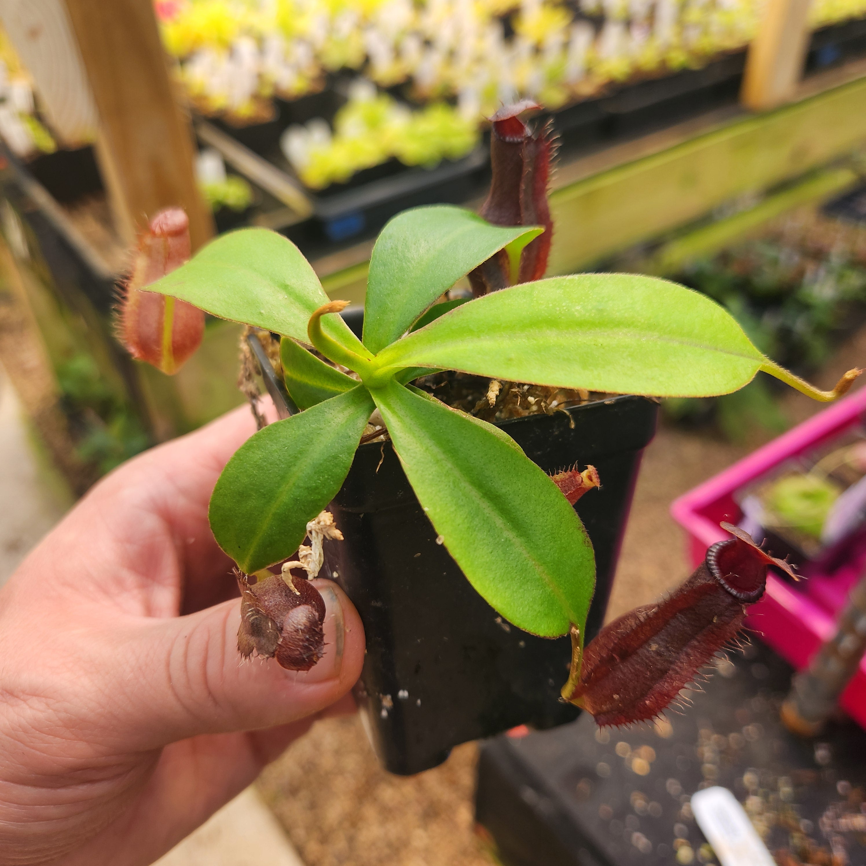 Nepenthes naga x [(ventricosa x sibuyanensis) x Trusmadiensis