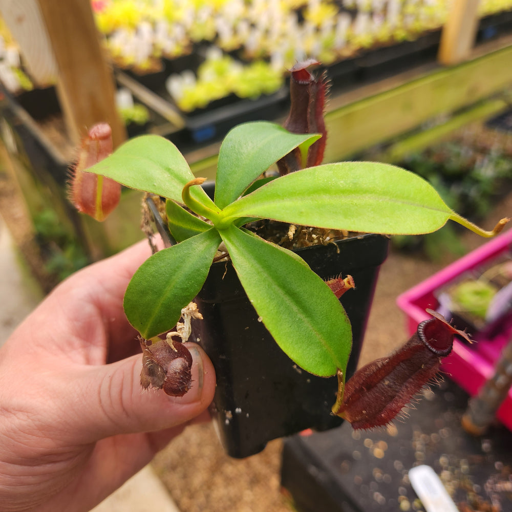 
                      
                        Nepenthes naga x [(ventricosa x sibuyanensis) x Trusmadiensis], CAR-0637
                      
                    