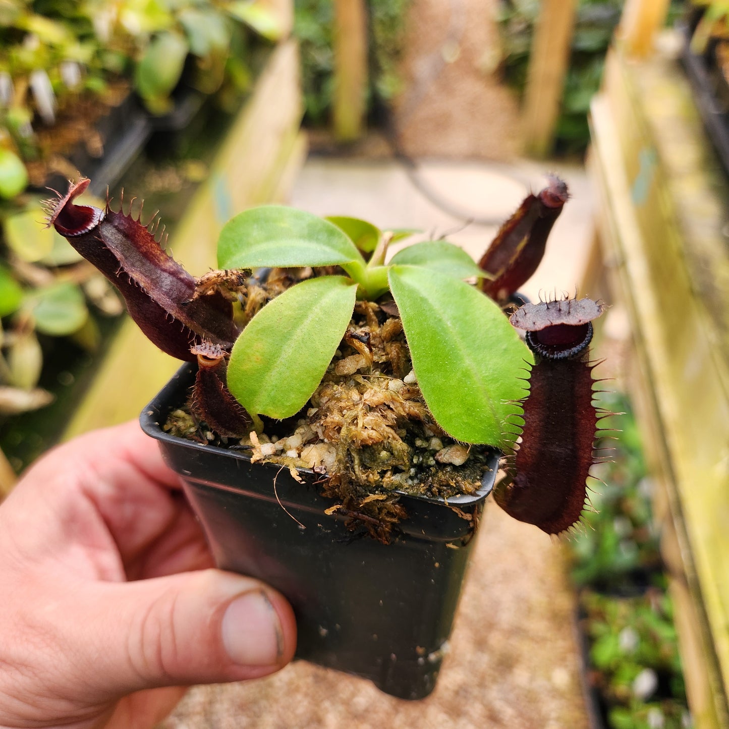 Nepenthes naga x talangensis, CAR-0629