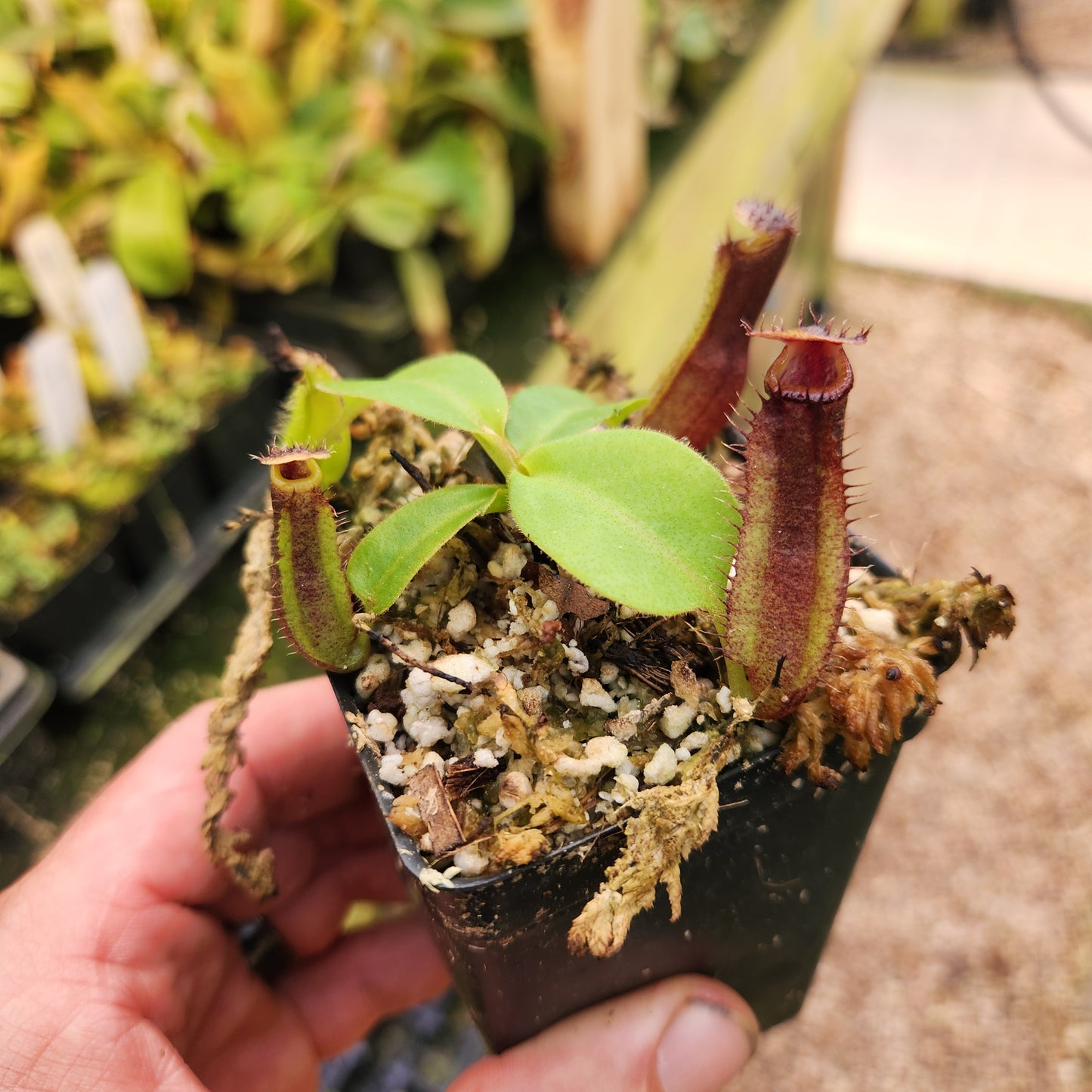 Nepenthes naga x talangensis, CAR-0629