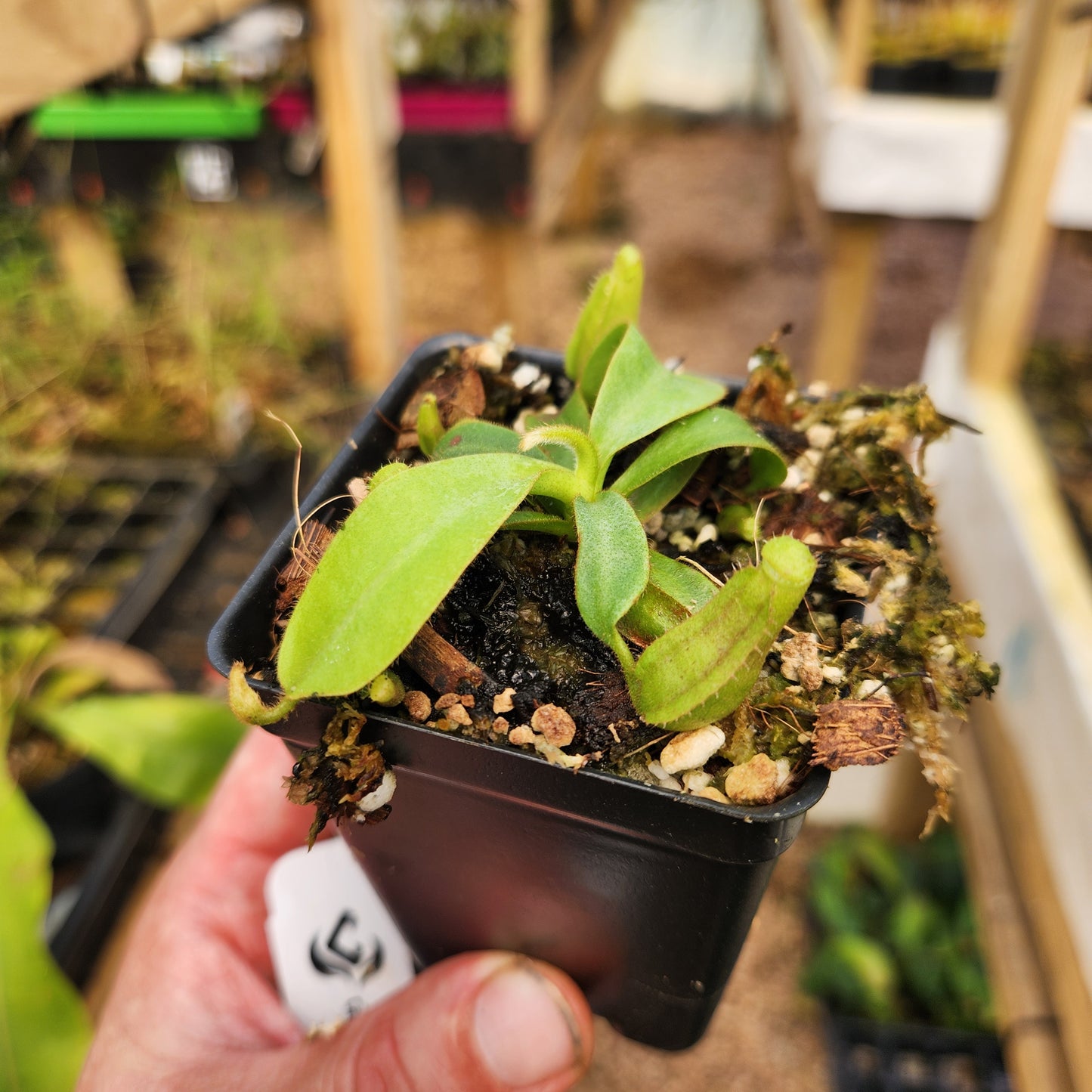 Nepenthes [(lowii x veitchii) x tiveyi] x platychila Drew Mcclain, CAR-0775