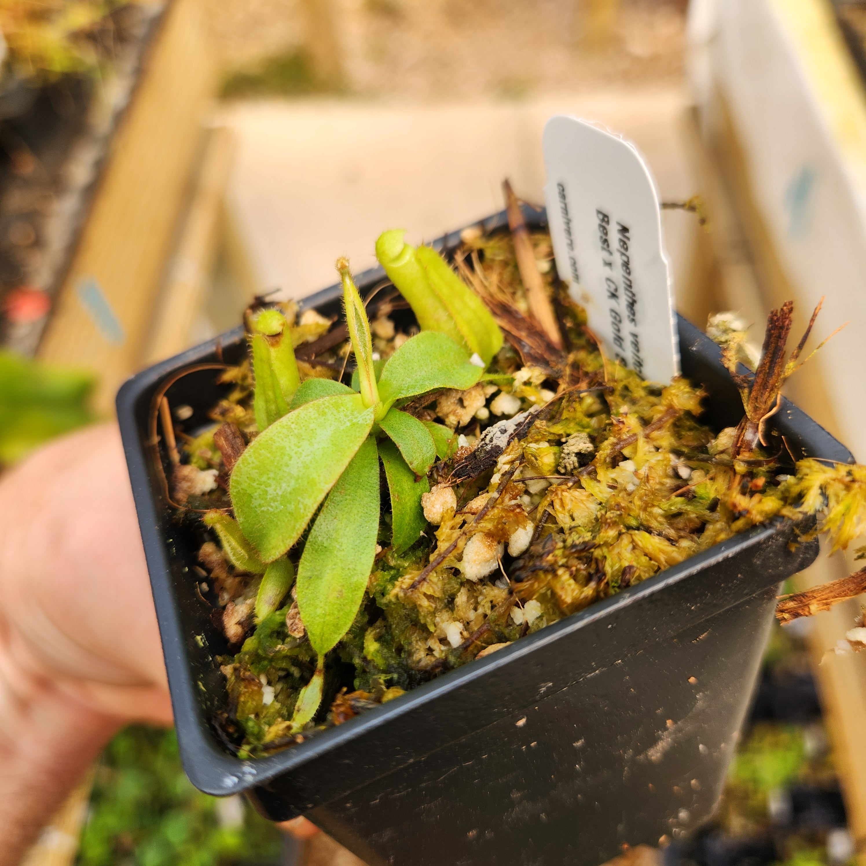 Nepenthes veitchii (Murud x Candy) [CK Best x CK Gold Squat], CAR