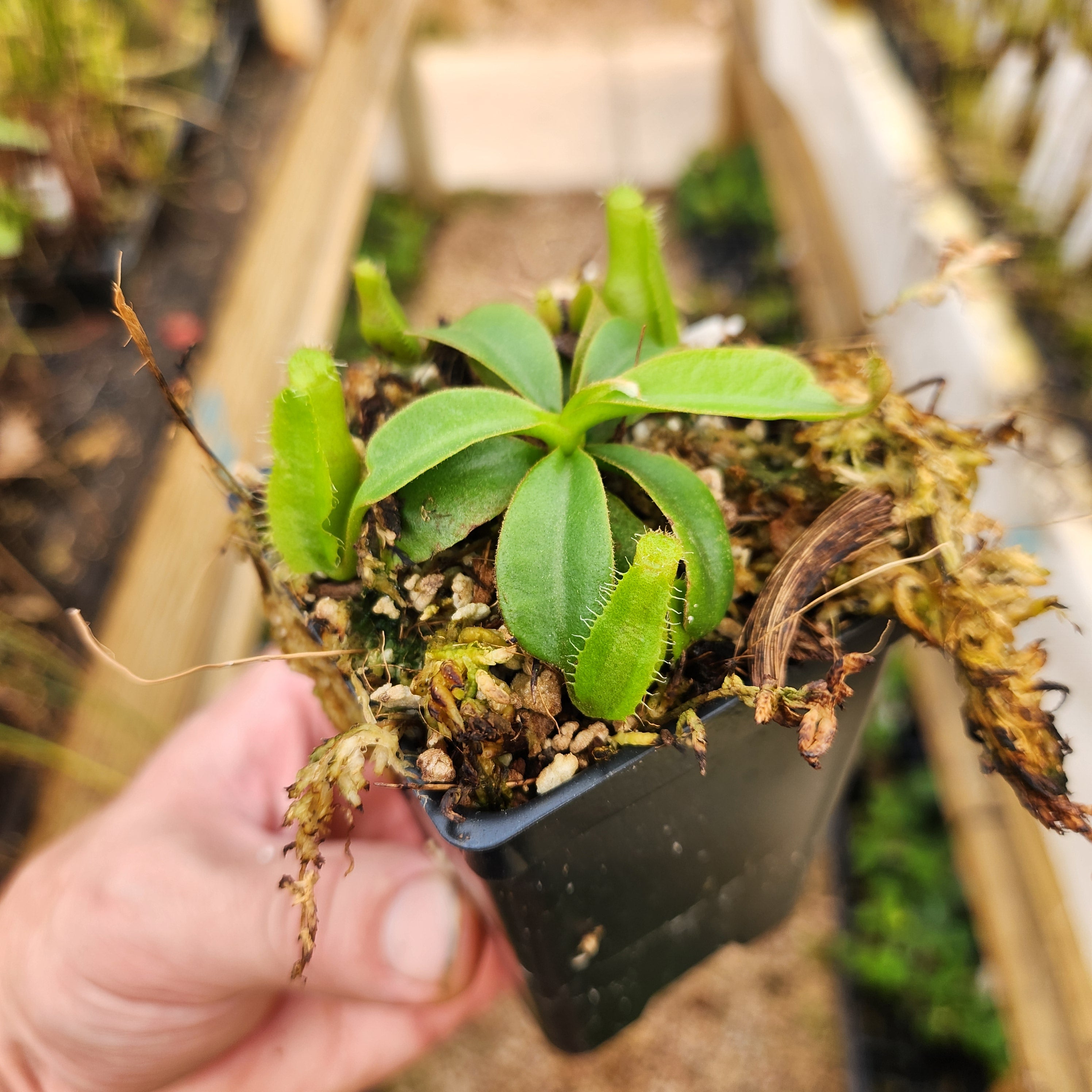 Nepenthes veitchii (Murud x Candy) [CK Best x CK Gold Squat], CAR