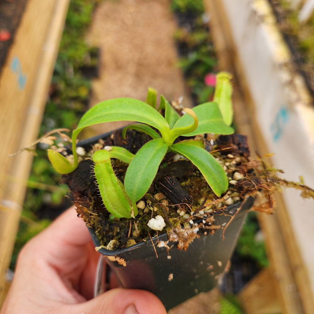 Nepenthes appendiculata x {'Song of Melancholy' x [(lowii x veitchii) x boschiana]}, CAR-0806