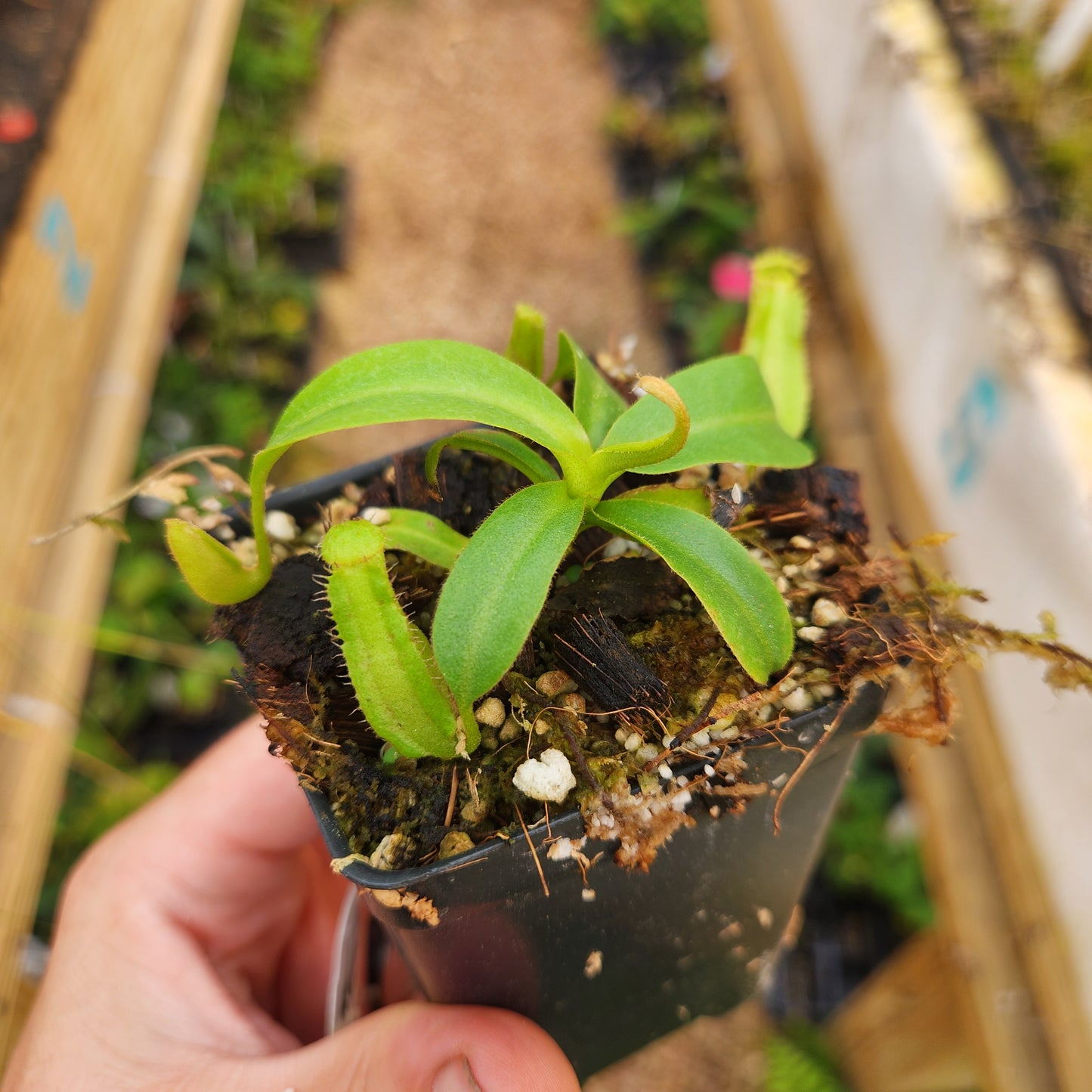Nepenthes appendiculata x {'Song of Melancholy' x [(lowii x veitchii) x boschiana]}, CAR-0806