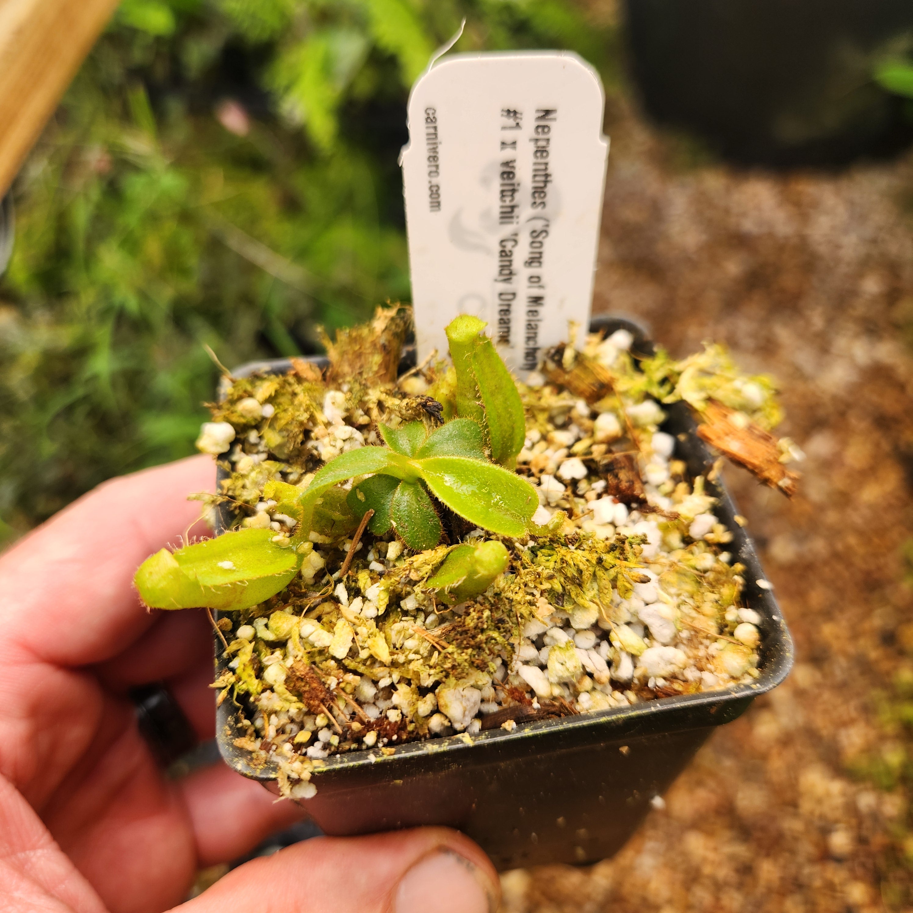 Nepenthes (Song of Melancholy x truncata) #1 x veitchii 'Candy