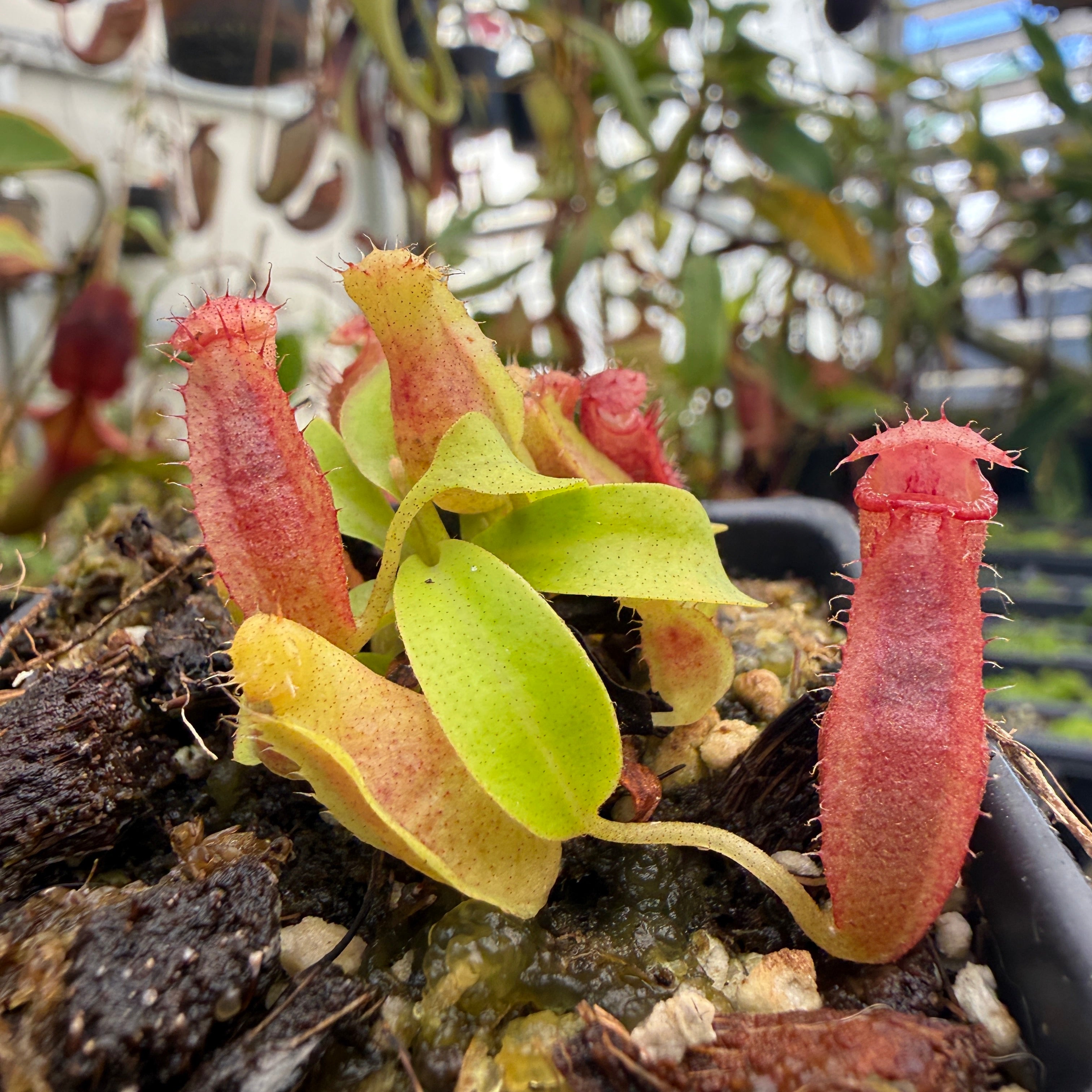 Nepenthes naga x Harryana, CAR-0467 – Carnivero