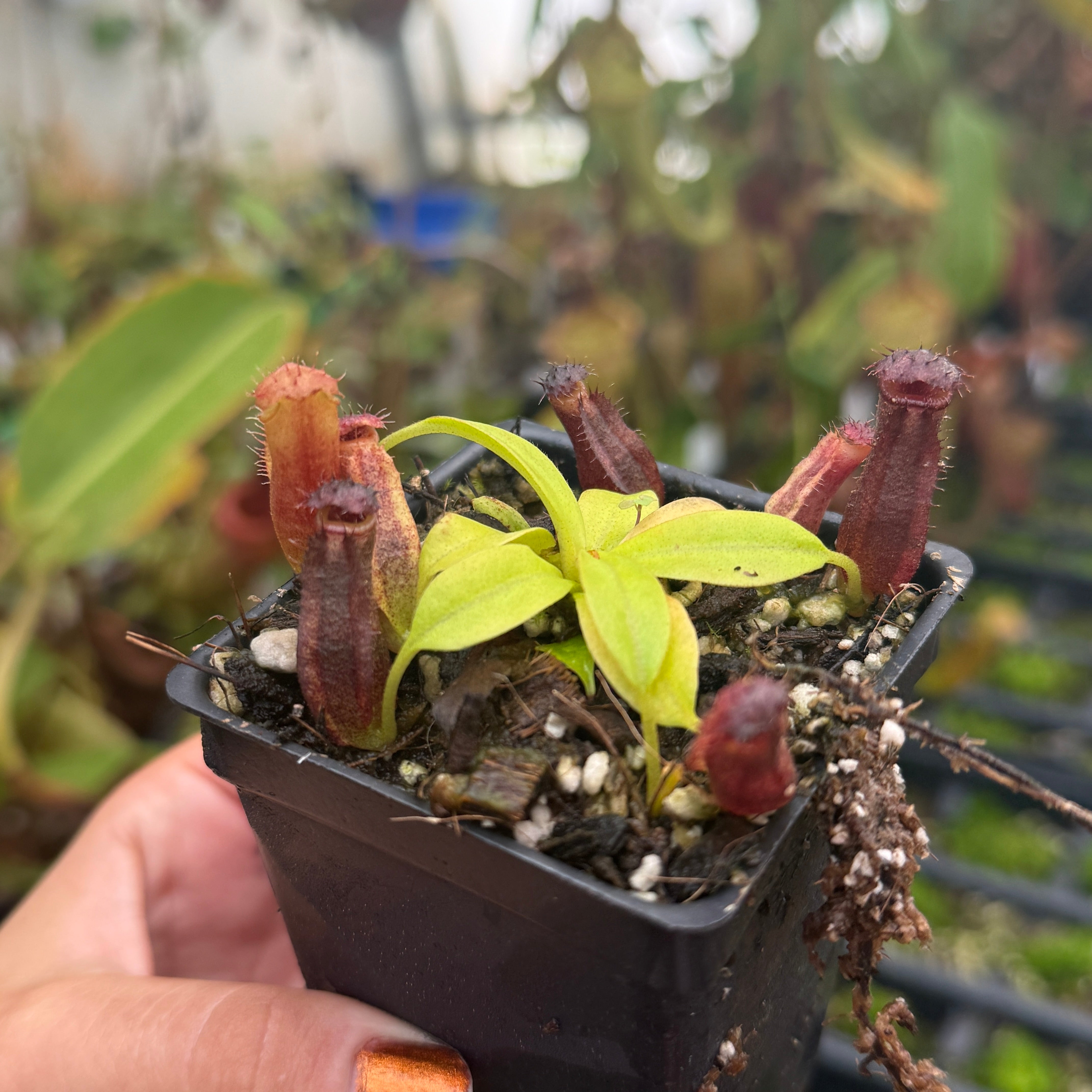 Nepenthes naga x Harryana, CAR-0467 – Carnivero