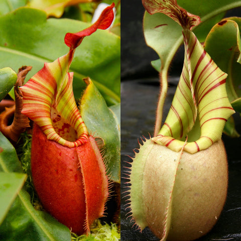 Nepenthes veitchii ('Queen' x BE-3734), CAR-1018