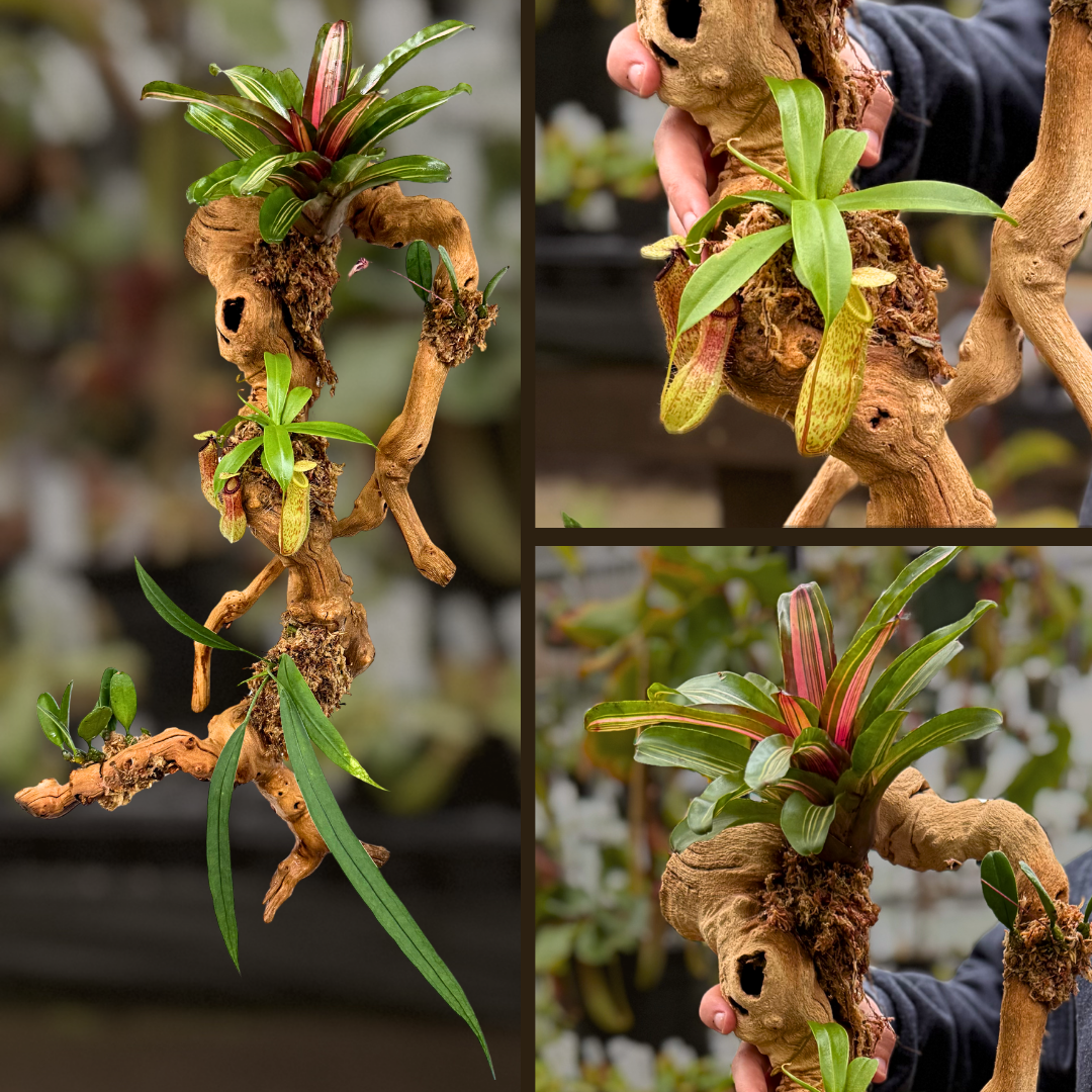 Living Wall Art: Mounting Epiphytes Workshop with Krystal Duran