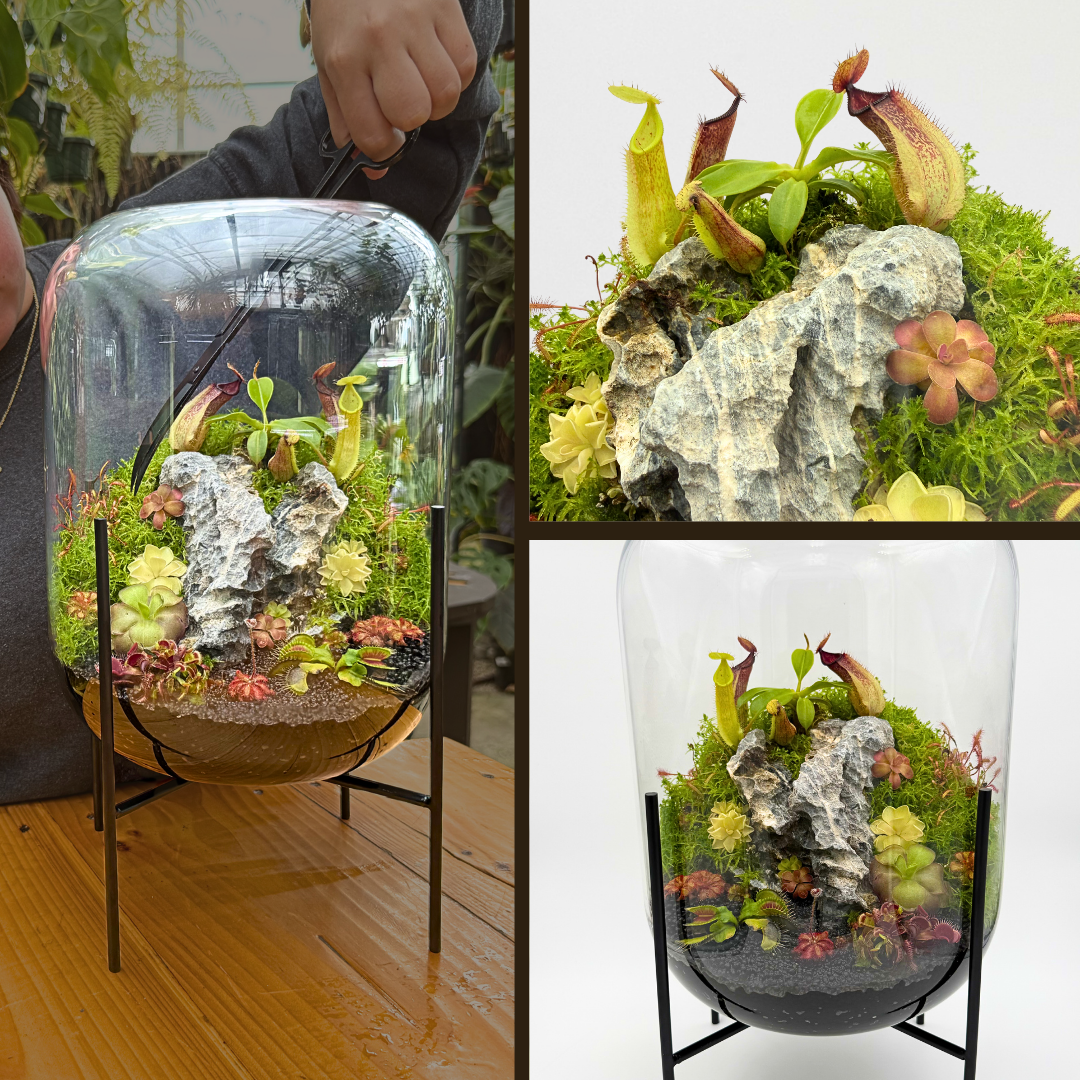 Tiered Carnivorous Plant Terrarium Workshop with Krystal Duran