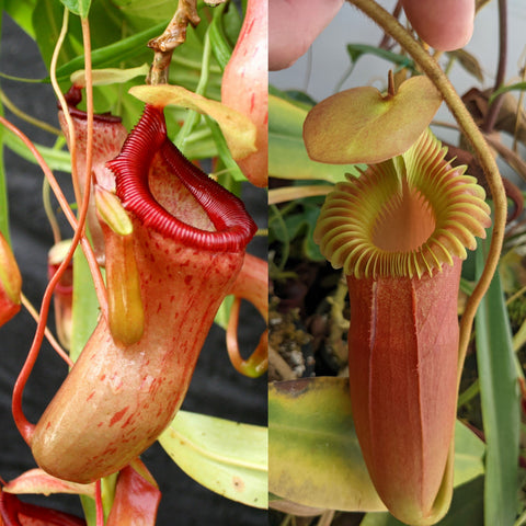 Nepenthes ventricosa BE red x harryana, CAR-1125