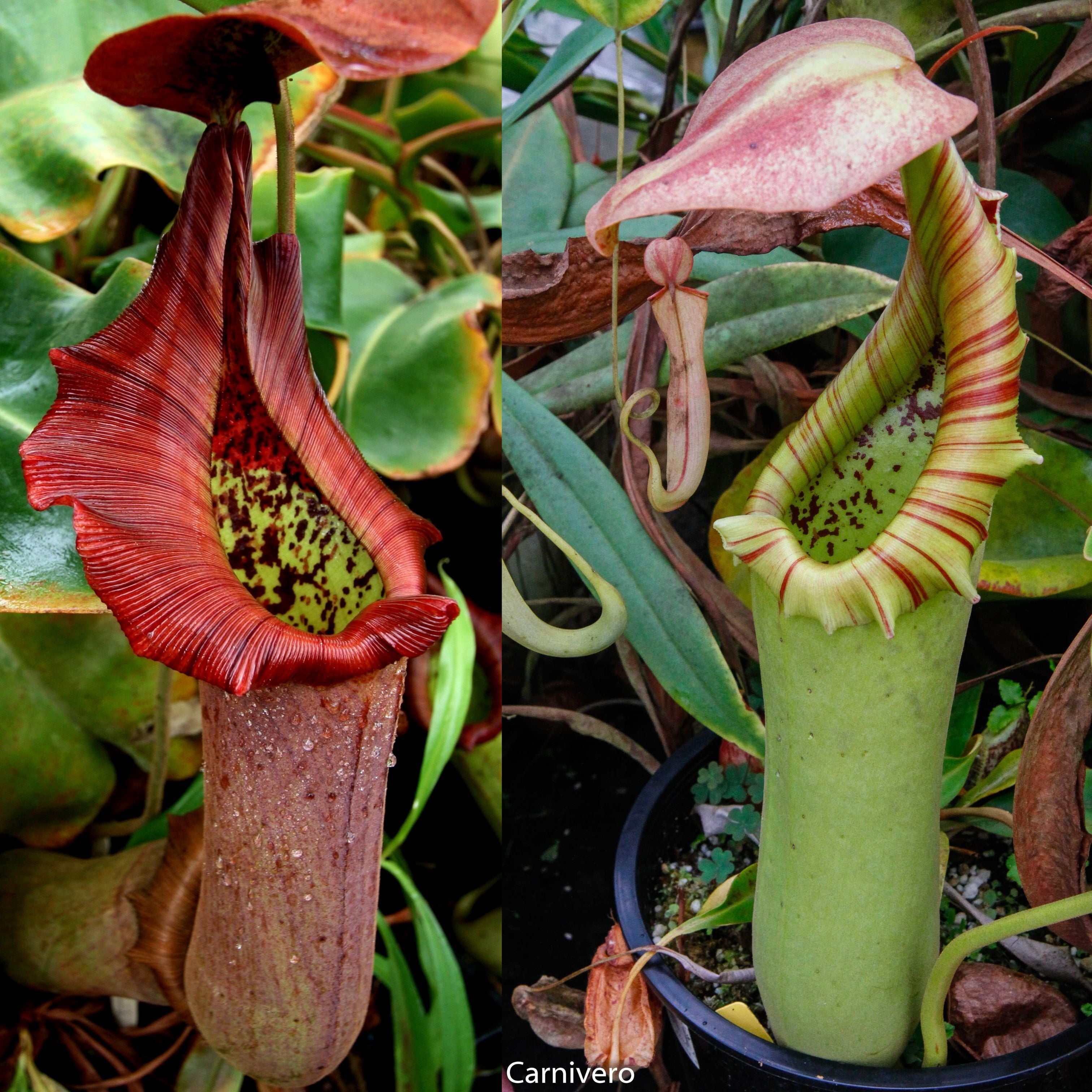 Nepenthes truncata (HL reddish leaves x JB), CAR-0646 – Carnivero
