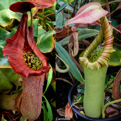 Nepenthes truncata (HL reddish leaves x JB), CAR-0646