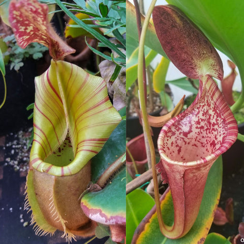 Nepenthes veitchii #5 x (lowii x campanulata), CAR-1135