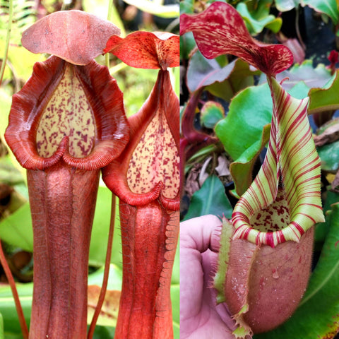 Nepenthes 'Red Dragon' x veitchii 'Knucklehead', CAR-1052