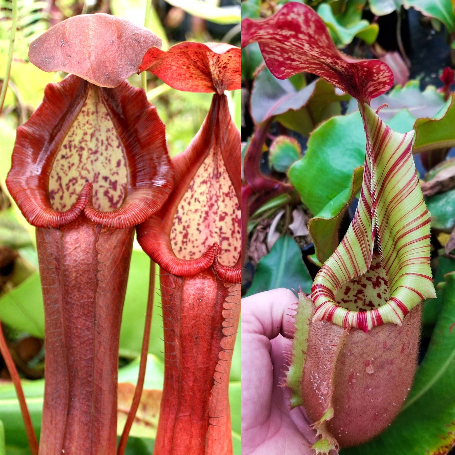 Nepenthes 'Red Dragon' x veitchii 'Knucklehead', CAR-1052