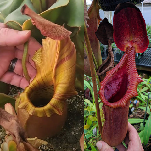 Nepenthes veitchii 'Geoff Wong' x Trusmadiensis SG , CAR-1145