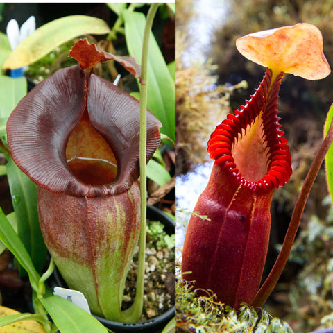 Nepenthes (spathulata x jacquelineae) x macrophylla, CAR-1103