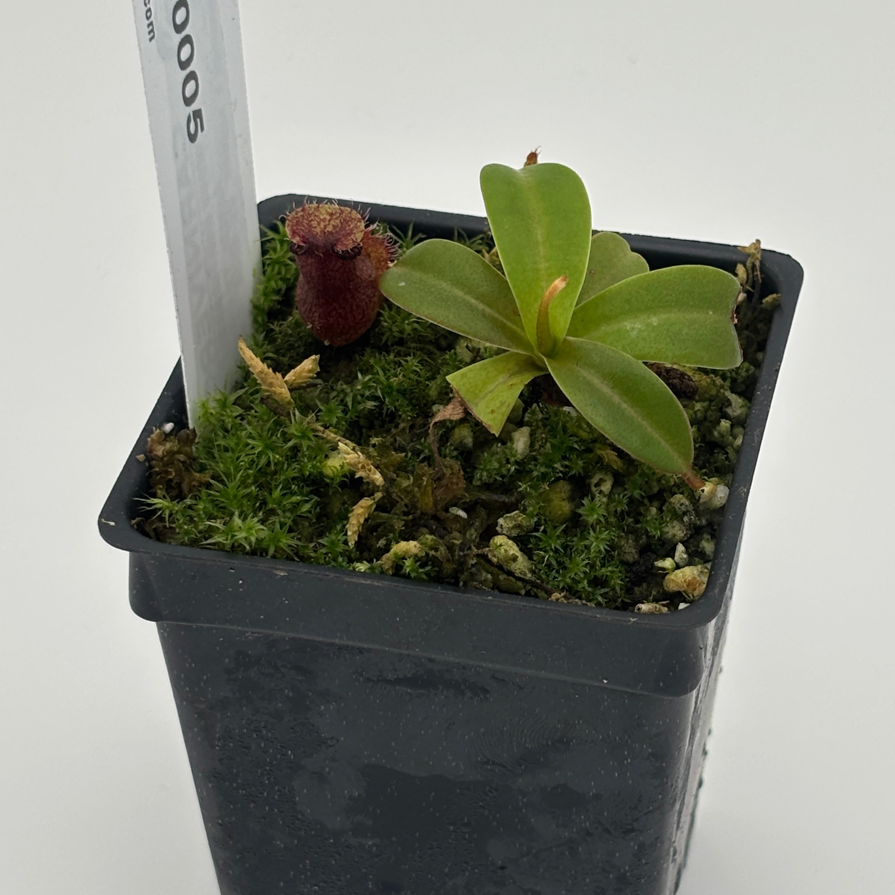 WH0005 Nepenthes villosa x hamata, BE-4099 (XS) (HJ179) – Carnivero
