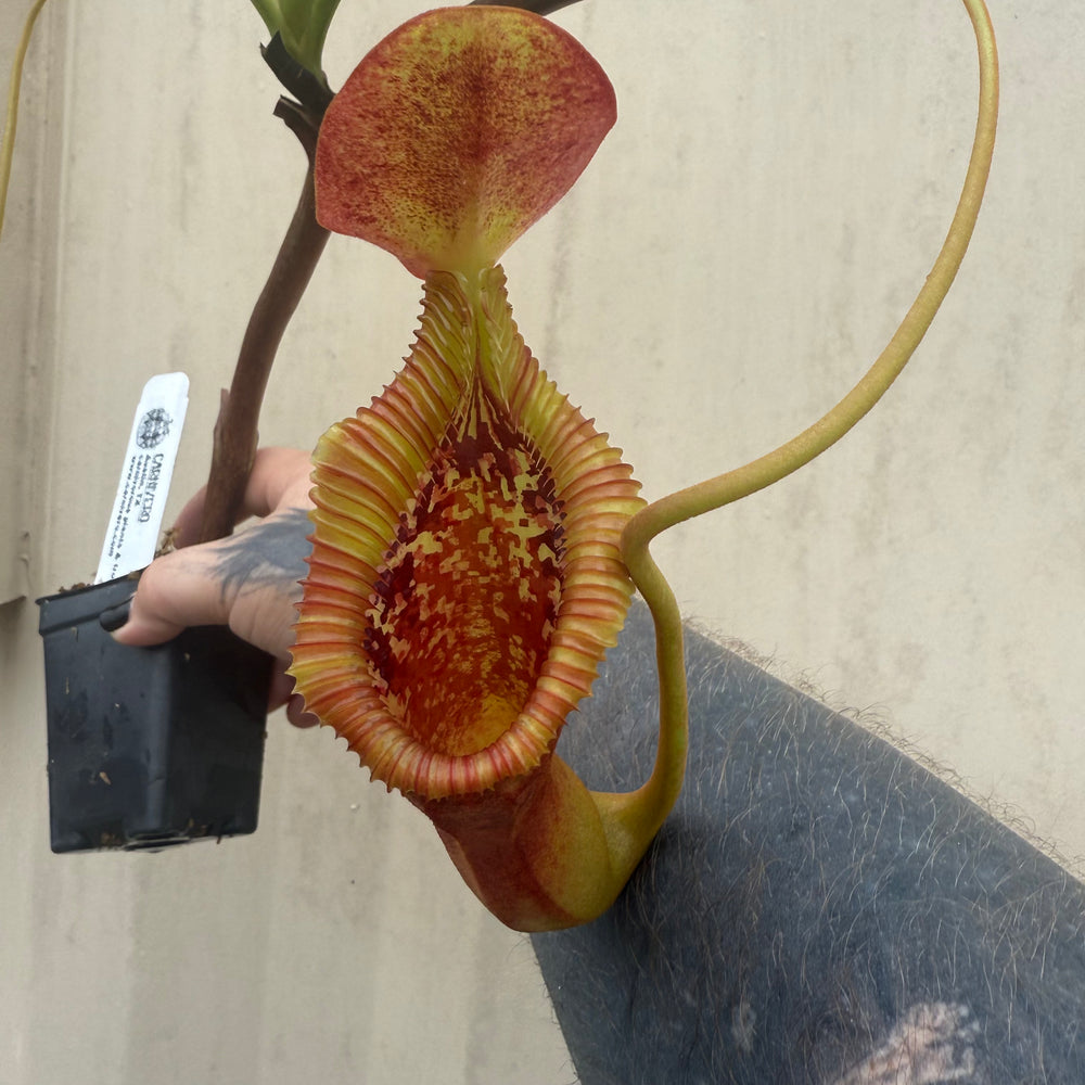 
                      
                        [W032] Nepenthes x trusmadiensis
                      
                    