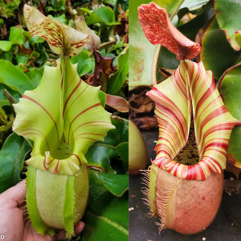 Nepenthes veitchii ('Thai Bareo Giant' x 'Candy Dreams'), CAR-1051