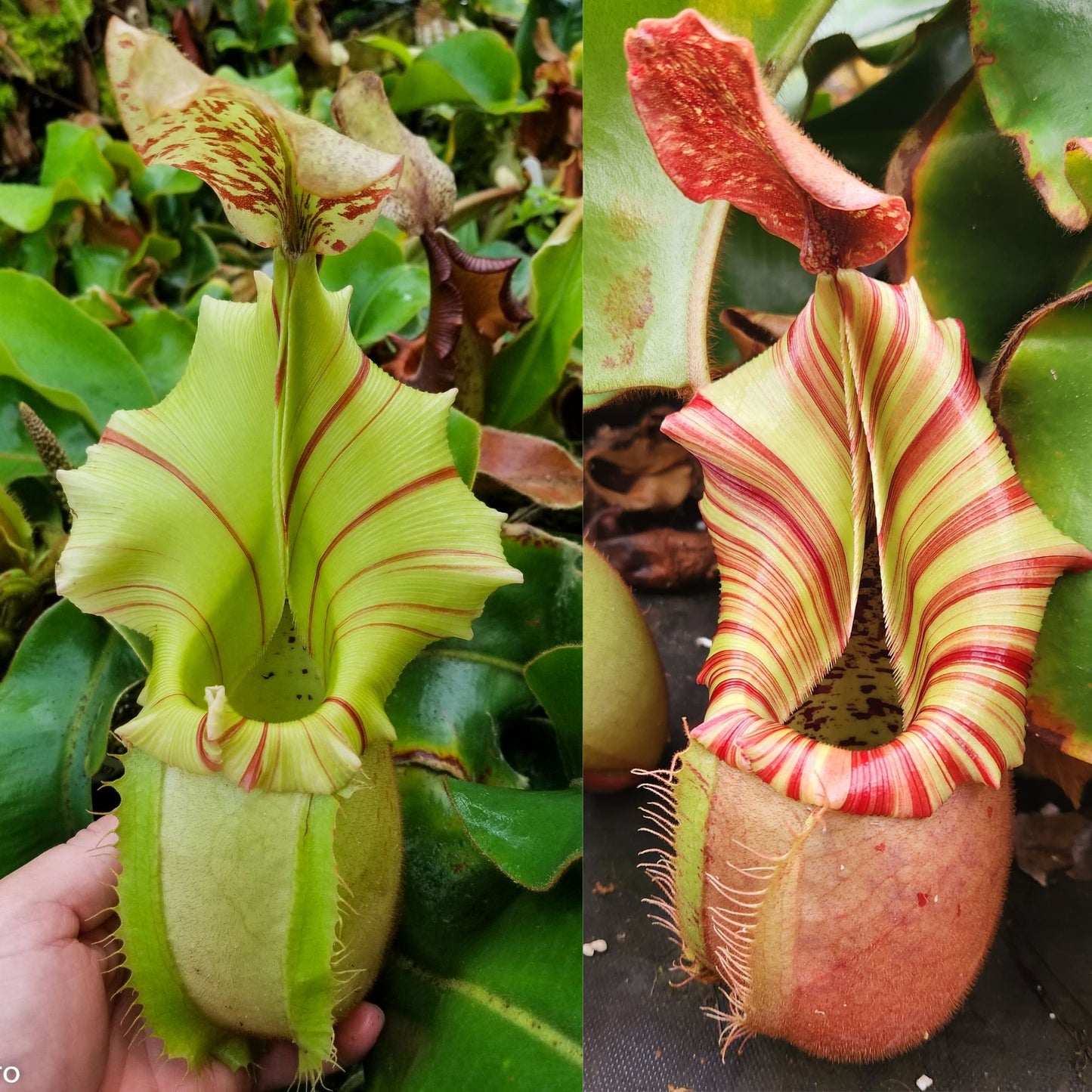 Nepenthes veitchii ('Thai Bareo Giant' x 'Candy Dreams'), CAR-1051