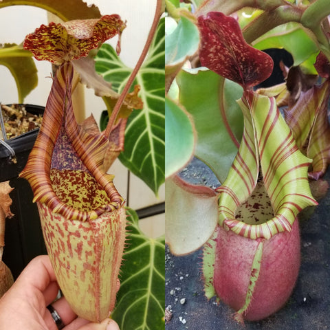 Nepenthes maxima "Wavy Leaves" x veitchii 'Candy Dreams', CAR-1154