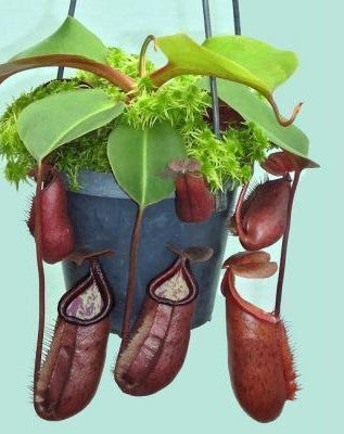 Nepenthes robcantleyi x palawanensis BE-4591 plant with multiple red pitcher traps in a hanging pot against a light teal background