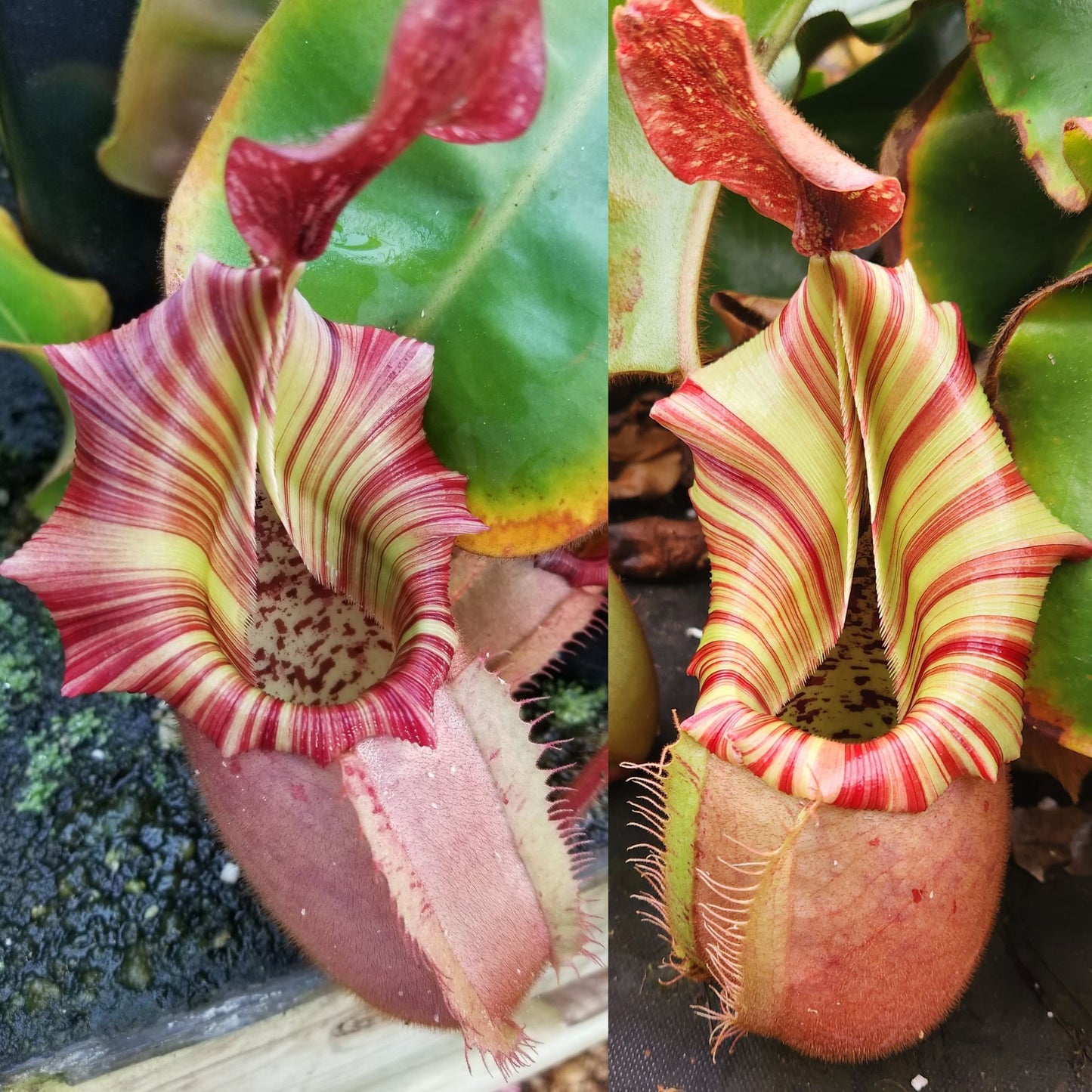 Nepenthes veitchii ( 'Candy CK' x 'Candy Dreams'), CAR-1146