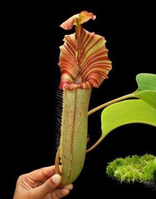 Tall striped Nepenthes BE-4602 hybrid pitcher with pale green body and orange red bands