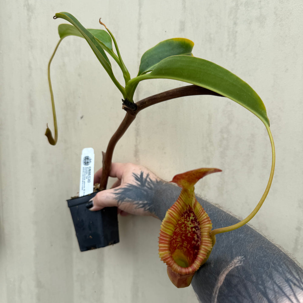 
                      
                        [W032] Nepenthes x trusmadiensis
                      
                    
