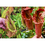 Nepenthes (northiana x veitchii) x {Song of Melancholy x [(lowii x veitchii) x boschiana]} - clone 1 -Seed Pod
