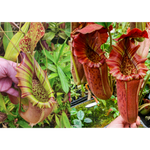 Nepenthes (northiana x veitchii) x {Song of Melancholy x [(lowii x veitchii) x boschiana]} - clone 1