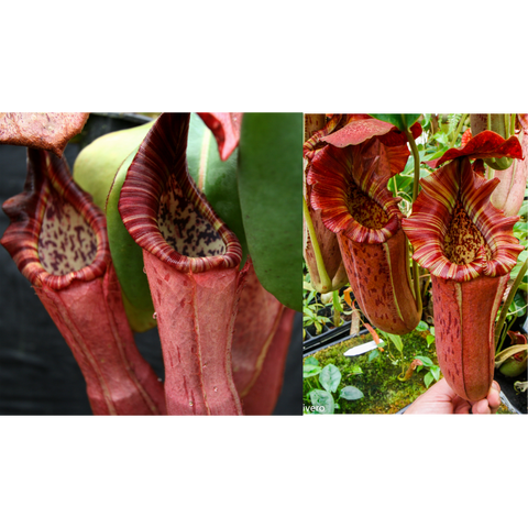 Red Nepenthes seed pod cultivar with striped inner rims and speckled interiors in a two photo collage.