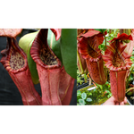 Nepenthes (Song of Melancholy x clipeata) x {Song of Melancholy x [(lowii x veitchii) x boschiana]} -Seed Pod