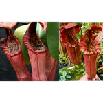 Nepenthes (Song of Melancholy x clipeata) x {Song of Melancholy x [(lowii x veitchii) x boschiana]}