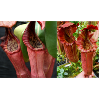 Nepenthes (Song of Melancholy x clipeata) x {Song of Melancholy x [(lowii x veitchii) x boschiana]}
