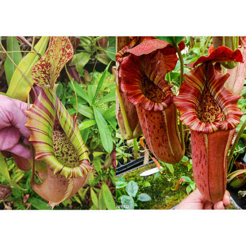 Split view of Nepenthes CAR-0436 hybrid with a green striped pitcher on the left and a red striped pitcher on the right