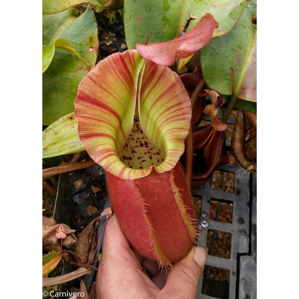 
                      
                        Nepenthes veitchii Hybrid
                      
                    