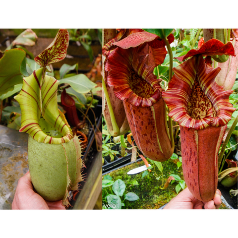 Nepenthes veitchii JB x Song of Melancholy seed pod clone with two contrasting pitchers pale green and red striped.