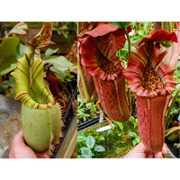 Nepenthes veitchii JB x {Song of Melancholy x [(lowii x veitchii) x boschiana]} - clone 1